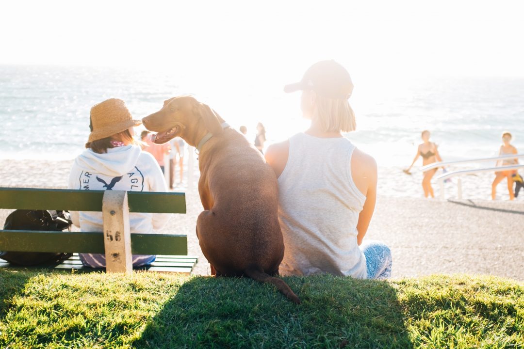 Woman sitting near the beach with her short-coat brown dog by her side